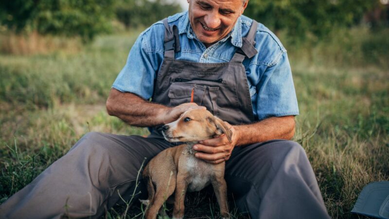 farmer's dog careers